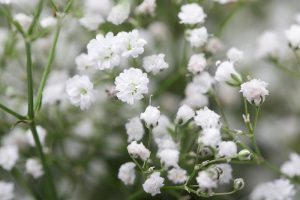 A close up horizontal image of white baby's breath blossoms growing in the garden.