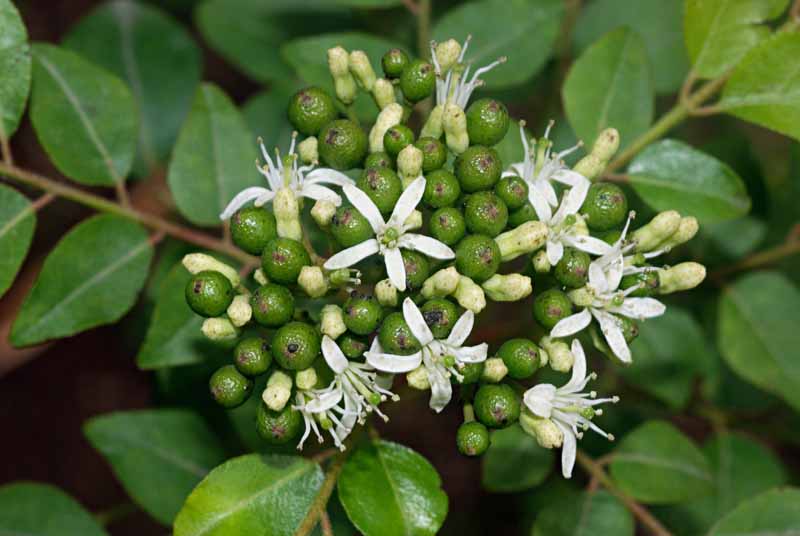 A close up horizontal image of the white flowers and green developing berries on a curry leaf tree, Murraya koenigii.