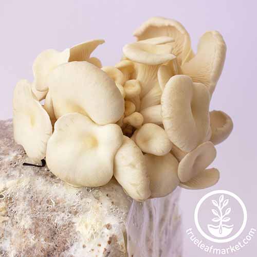A close up square image of a white oyster mushroom growing kit pictured on a light pink background. To the bottom right of the frame is a white circular logo and text.