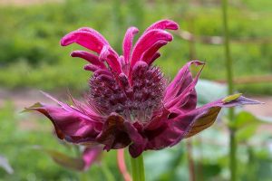 Why Won’t My Bee Balm Flower?