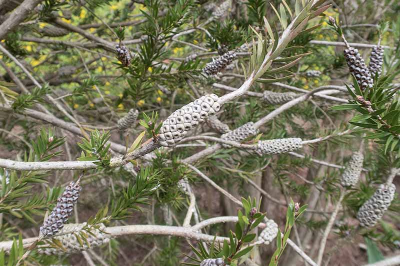 A close up horizontal image of a Callistemon shrub growing in the garden, developing long cone-like clusters of fruit.