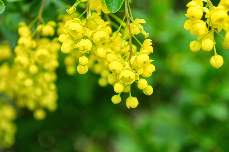 A close up horizontal image of clusters of bright yellow flowers pictured on a soft focus background.