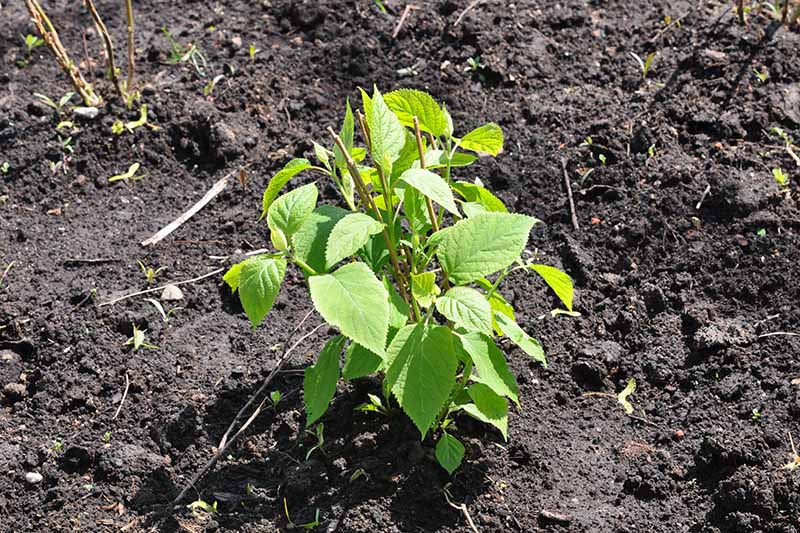 A close up horizontal image of a seedling growing in the garden pictured in light sunshine.