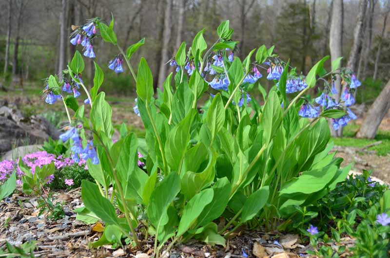A close up horizontal image of a cluster of Mertensia virginica flowers surrounded by bright green foliage growing in a woodland location.