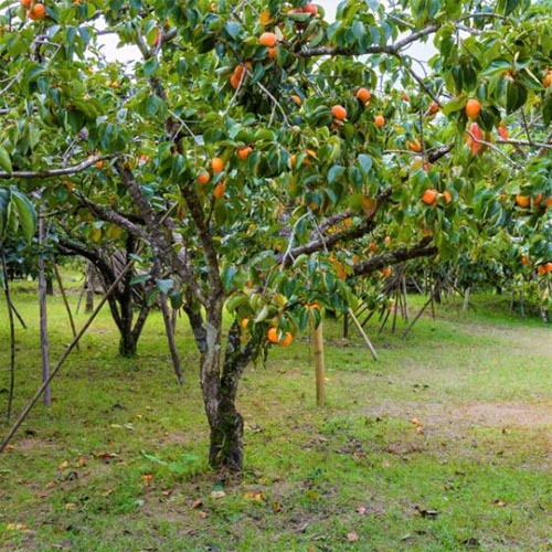 A close up square image of an American persimmon tree growing in an orchard with ripe orange fruit.