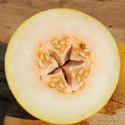 Honeydew Melon 100 graines-Cucumis melo