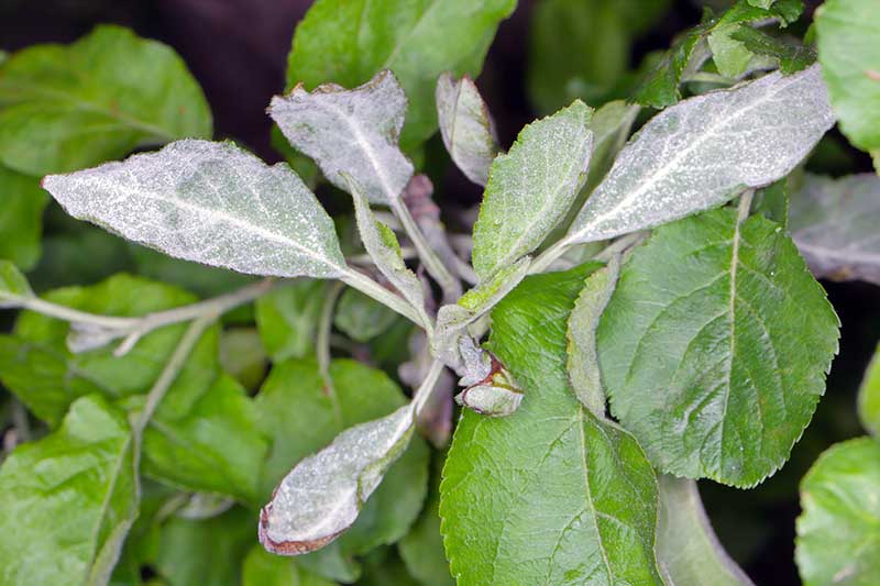 A close up horizontal image of foliage infected with powdery mildew pictured on a soft focus background.