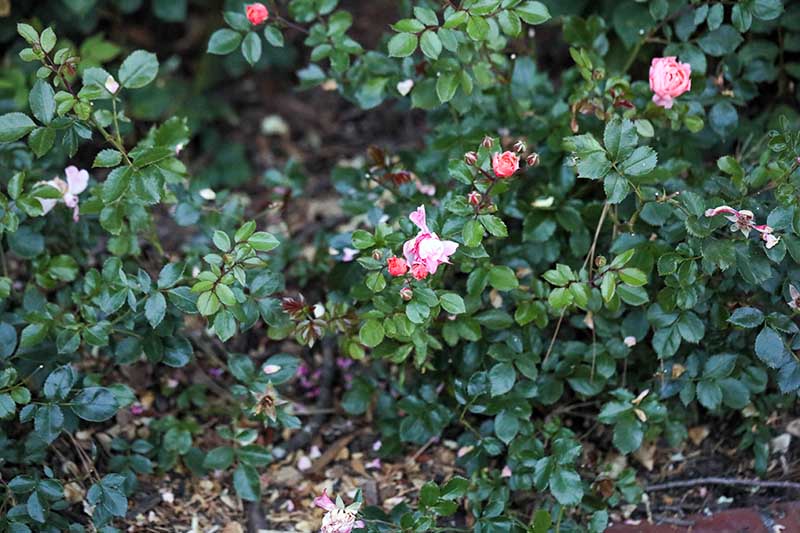 A horizontal image of 'Apricot Drift,' a ground cover rose cultivar growing in the garden.