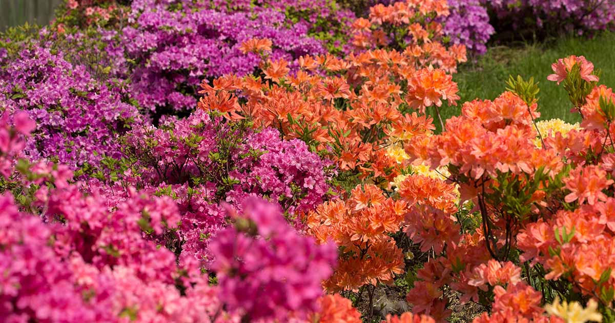 Azalea Bloom Times and Flowering Groups | Gardener's Path