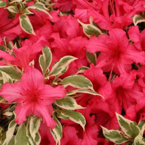 A close up square image of bright red 'Bollywood' azaleas surrounded by variegated foliage.