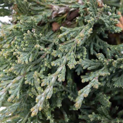 A close up square image of the foliage of Juniperus 'Bar Harbor' growing in the garden.