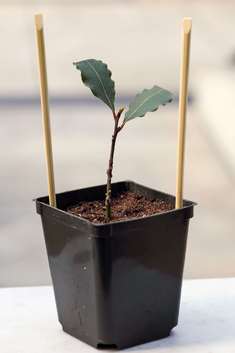 A close up vertical image of a small potted bay laurel stem with chopsticks placed beside it to hold up a plastic greenhouse pictured on a soft focus background.