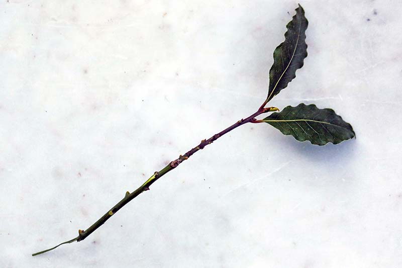 A close up horizontal image of a section of stem with leaves removed set on a white surface.