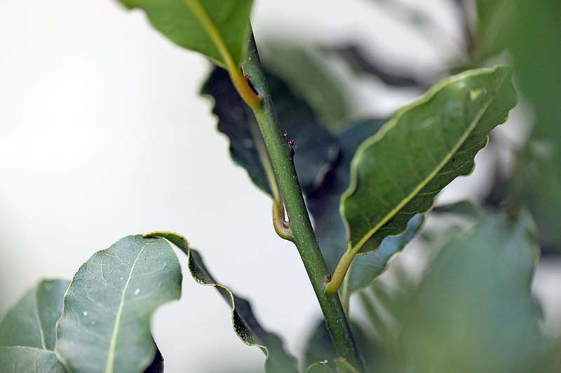 A close up horizontal image of the stem of a bay laurel tree pictured on a soft focus background.