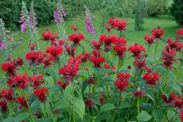 Is Bee Balm Invasive? Learn How to Control Monarda