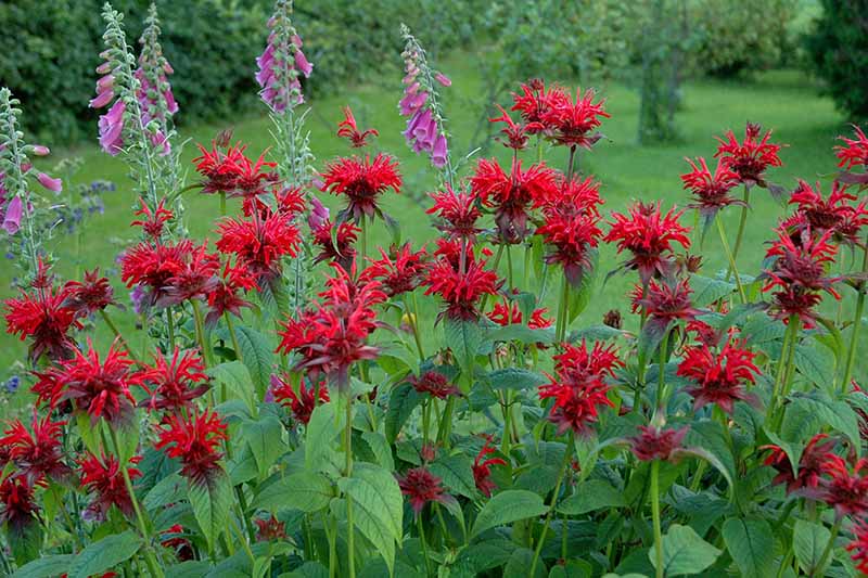 a horizontal image of red Monarda flowers growing in a border with foxgloves with a garden scene in soft focus in the background.