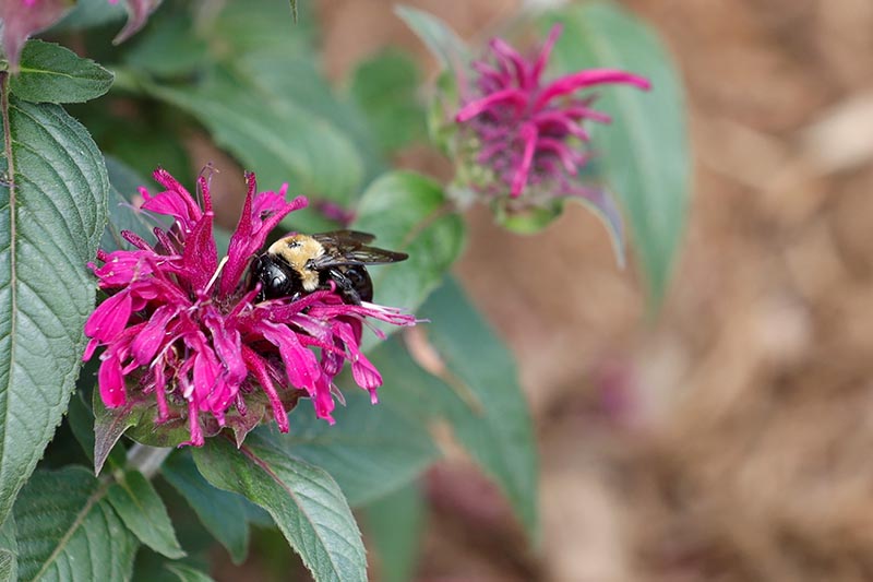 A close up horizontal image of pink flowers with a bee feeding pictured on a soft focus background.