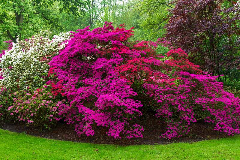 21 Of The Best Azaleas Varieties Gardener s Path 21 Of The Best Azaleas Varieties Gardener s Path