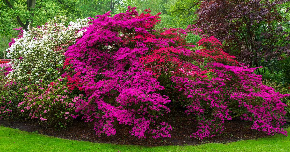 Image of Azaleas colorful bushes