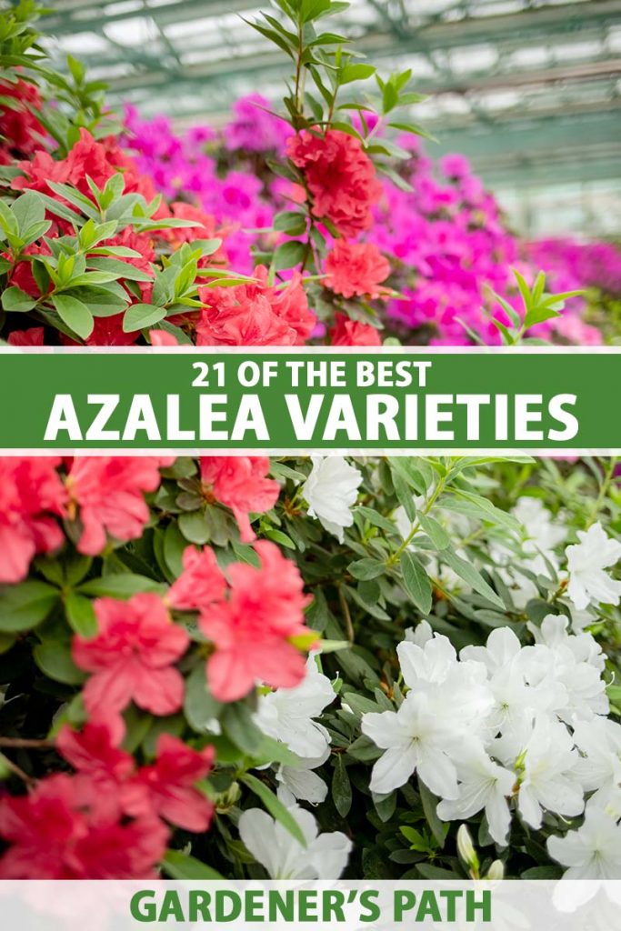 Encore Azalea Varieties Autumn Carnival Encore Azalea For Sale Encore Azalea Varieties Autumn Carnival Encore Azalea For Sale