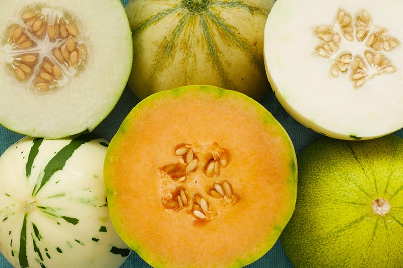 A top down horizontal image of different melon varieties, whole and cut set on a white surface.