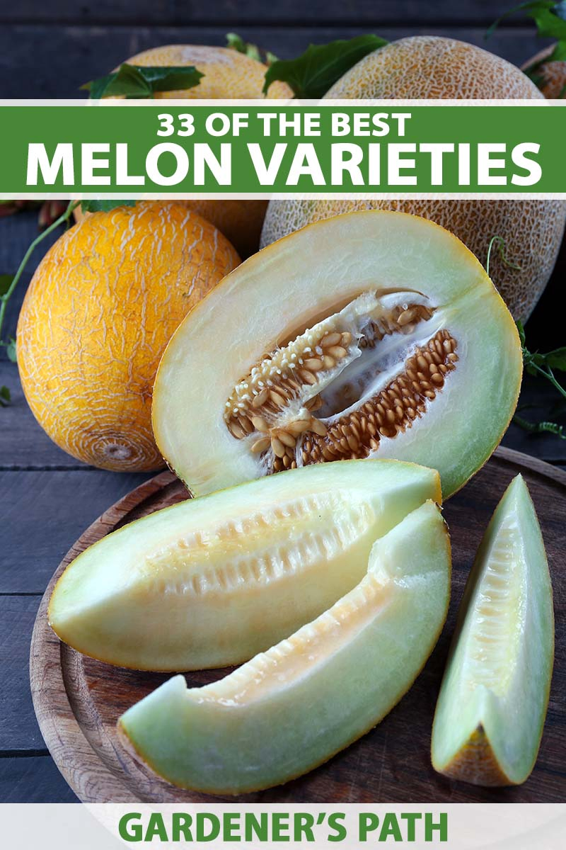A close up vertical image of cut and whole melons set on a wooden surface. To the top and bottom of the frame is green and white printed text.