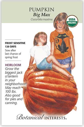 A close up vertical image of a seed packet showing an illustration of a giant pumpkin with two children to the right of the frame with printed text to the top, bottom, and the left.