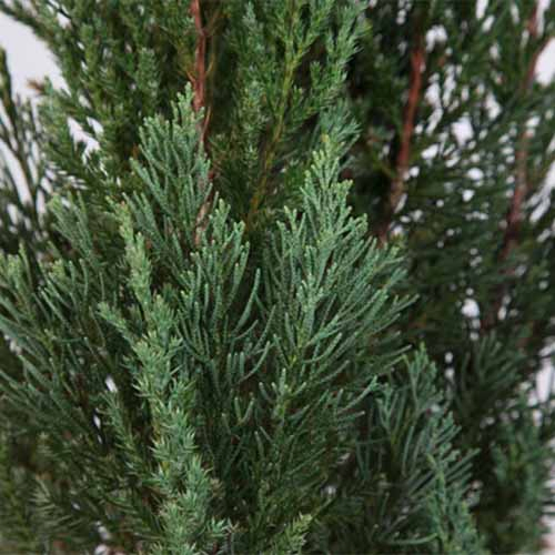 A close up square image of the foliage of Juniperus 'Blue Point' pictured on a soft focus background.