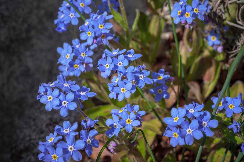 A close up horizontal image of blue Myosotis sylvatica flowers growing in a shady spot in the garden pictured on a soft focus background.