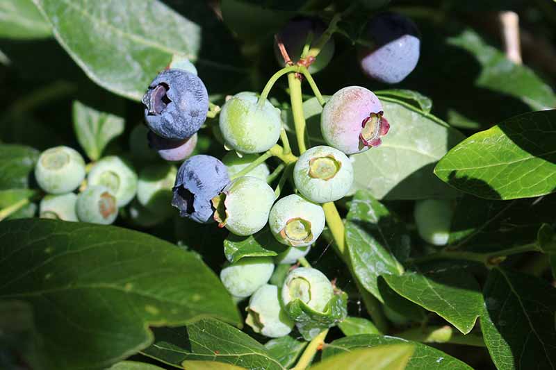 A close up horizontal image of ripe and unripe blueberries growing in the garden pictured in light sunshine.