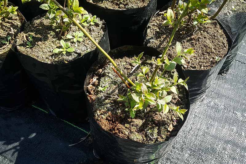 A close up horizontal image of Vaccinium shrubs growing in nursery pots ready to transplant into the garden.