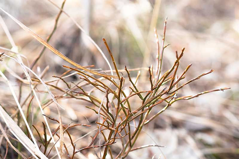 Hình ảnh nằm ngang của chồi mới của một bụi cây việt quất vào mùa xuân trên nền tiêu điểm mềm.