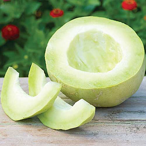 A close up square image of a green 'Boudacious' melon cut in half and sliced, set on a wooden surface.