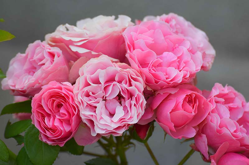 A close up horizontal image of a bouquet of pink old roses pictured on a gray soft focus background.