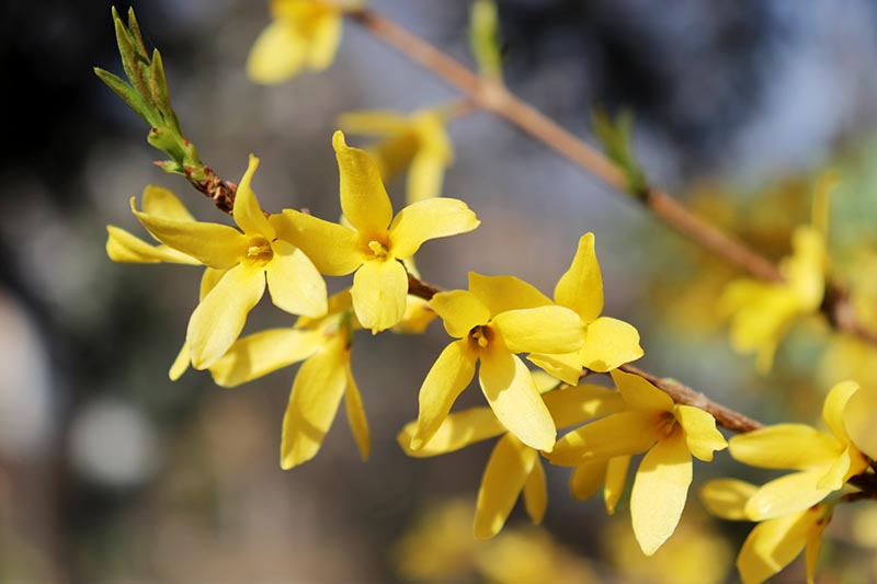 A close up horizontal image of the bright yellow blossoms of forsythia pictured in bright sunshine on a soft focus background.