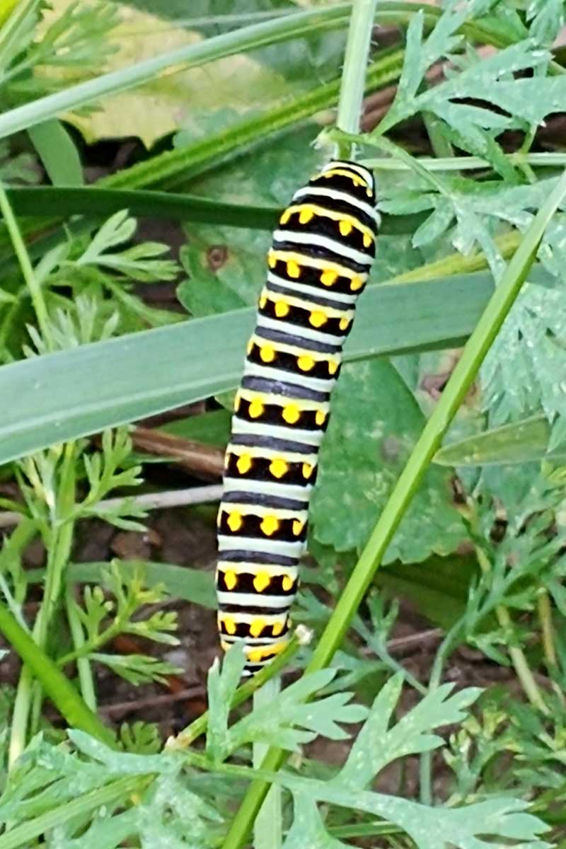 A close up vertical image of a yellow and black spotted and striped caterpillar munching on the stems of a fennel plant.
