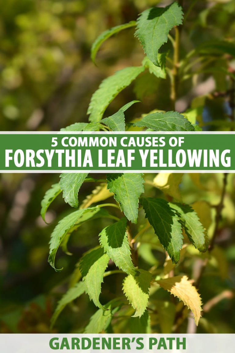5 Common Causes of Forsythia Yellowing | Gardener’s Path