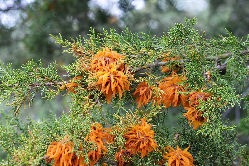 A close up horizontal image of cedar apple rust fungi growing on a conifer pictured on a soft focus background.