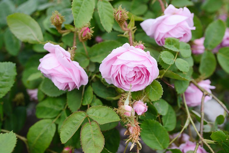 A close up horizontal image of light pink Rosa centrifolia flowers surrounded by foliage fading to soft focus in the background.