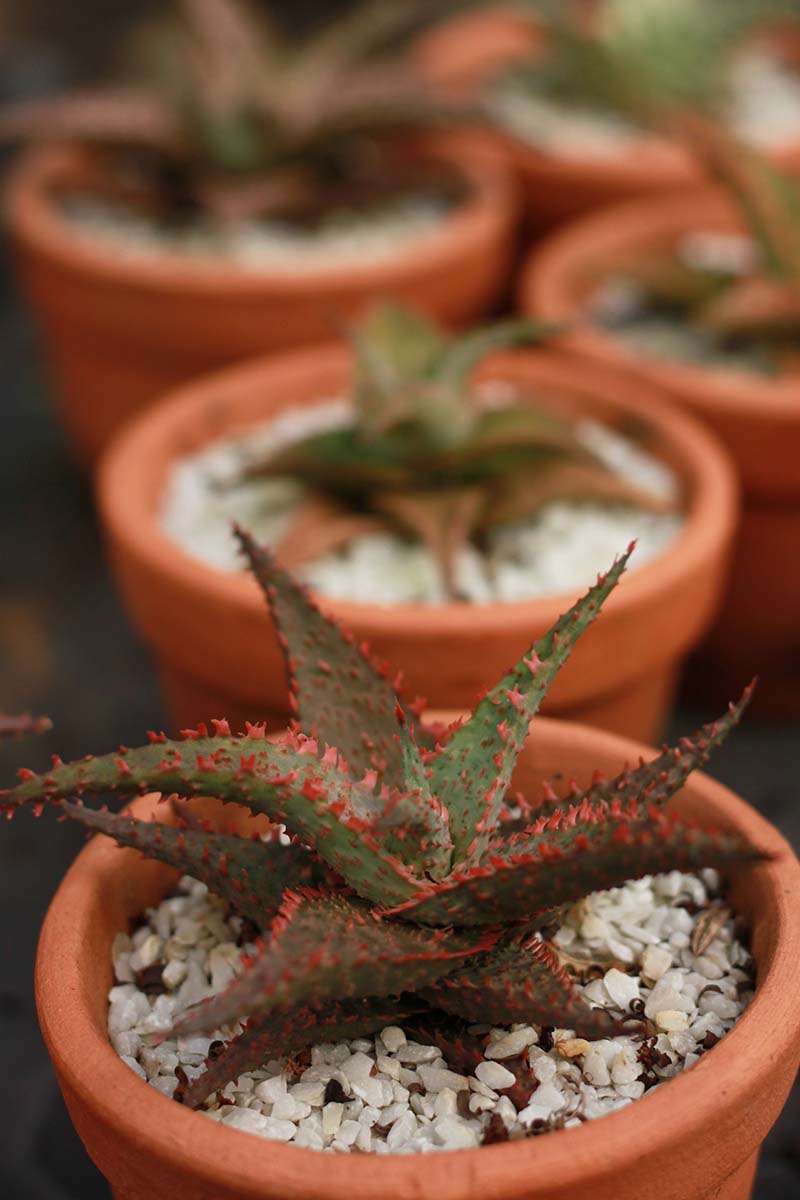 A close up vertical image of terra cotta pots with aloe 'Christmas Carol' hybrid cultivars growing, pictured on a soft focus background.