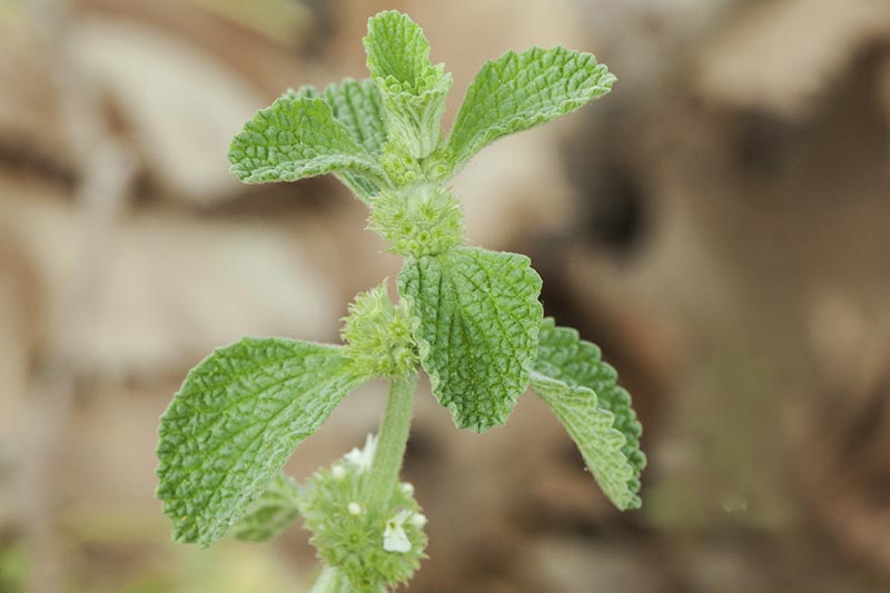 A close up horizontal image of the foliage of Marrubium vulgare pictured on a soft focus background.