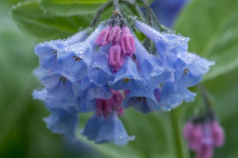 A close up horizontal image of a cluster of Virginia Bluebell (Mertensia virginica) flowers covered in water droplets pictured on a green soft focus background.