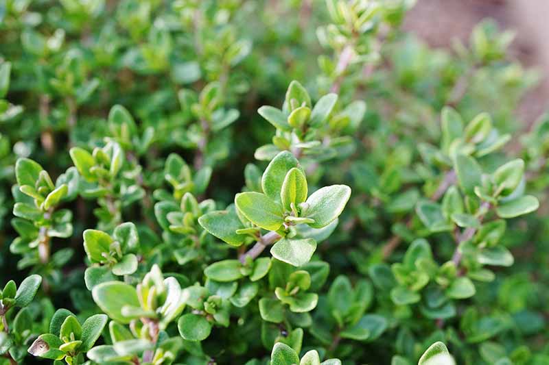 A close up horizontal image of thyme growing in a herb garden pictured on a soft focus background.