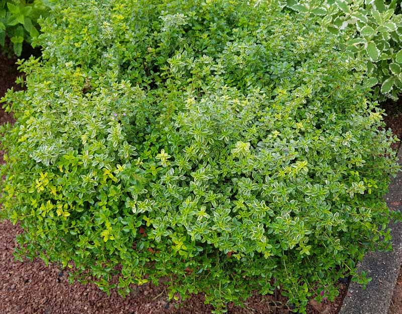 A close up horizontal image of a Thymus vulgaris bush with green and white variegated foliage growing in a border in a home garden.