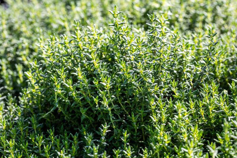How to Grow and Care for Common Thyme