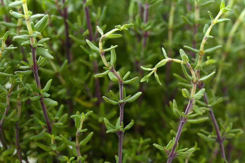 A close up horizontal image of the light green foliage and purple stems of common thyme growing in the garden.