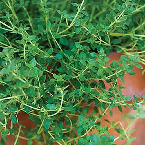 A close up square image of common thyme growing in a container.