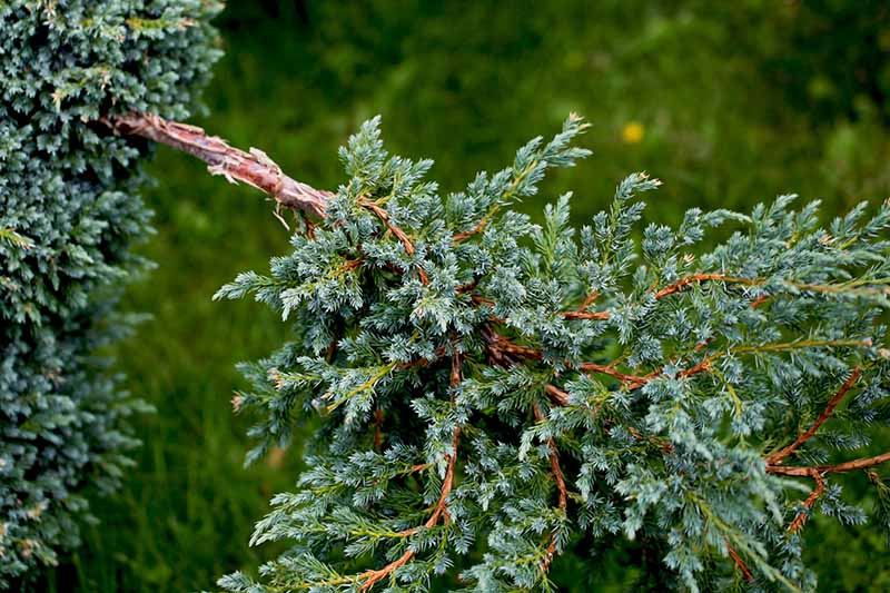 A close up horizontal image of a branch of Juniperus sabina pictured on a soft focus background.