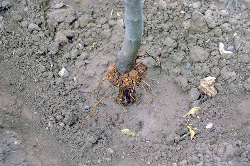 A close up horizontal image of a young apple tree suffering from crown gall.