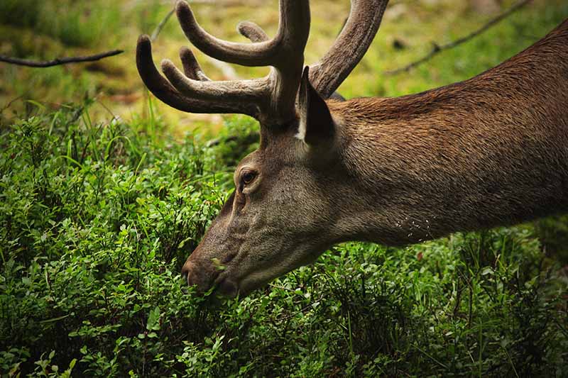 A close up horizontal image of a deer munching on a berry patch.